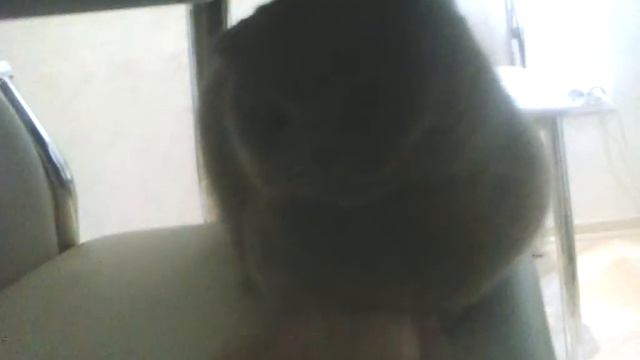 Кот который нехочет чтобы почесали его подбородок смотреть онлайн