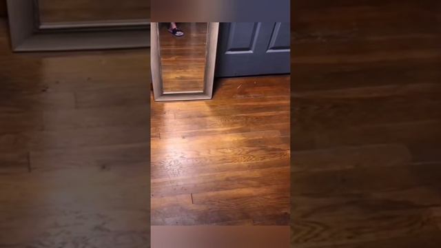 Нашёл друга с которым можно поиграть ??? bayoun.ru #собаки #животные #приколы смотреть онлайн