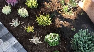 Как сажать Вереск и Эрику. Верещатник в Ростовской области. ???