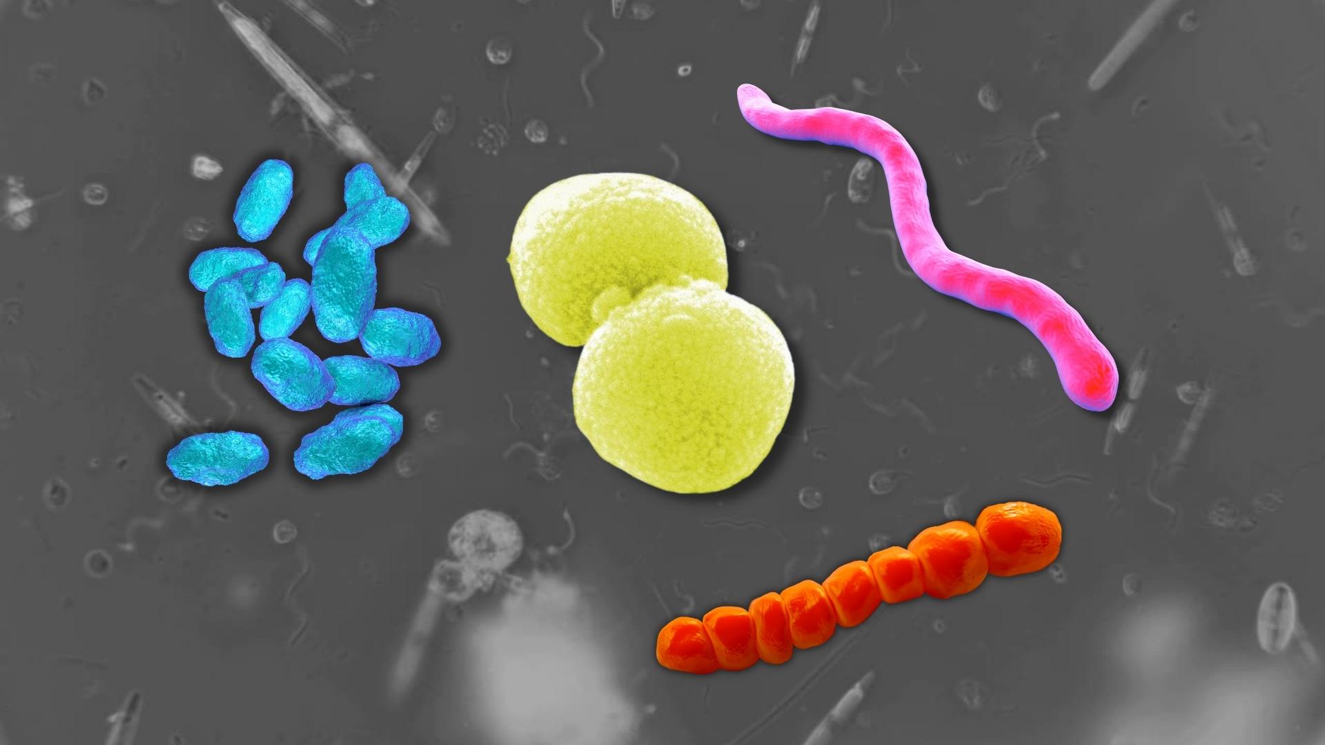 Наглядная микробиология #5 Бактерии (Bacteria) смотреть онлайн