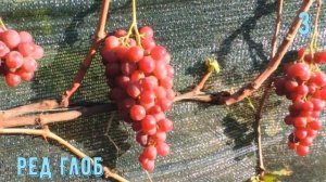 Топ 5 самых продаваемых сортов винограда.