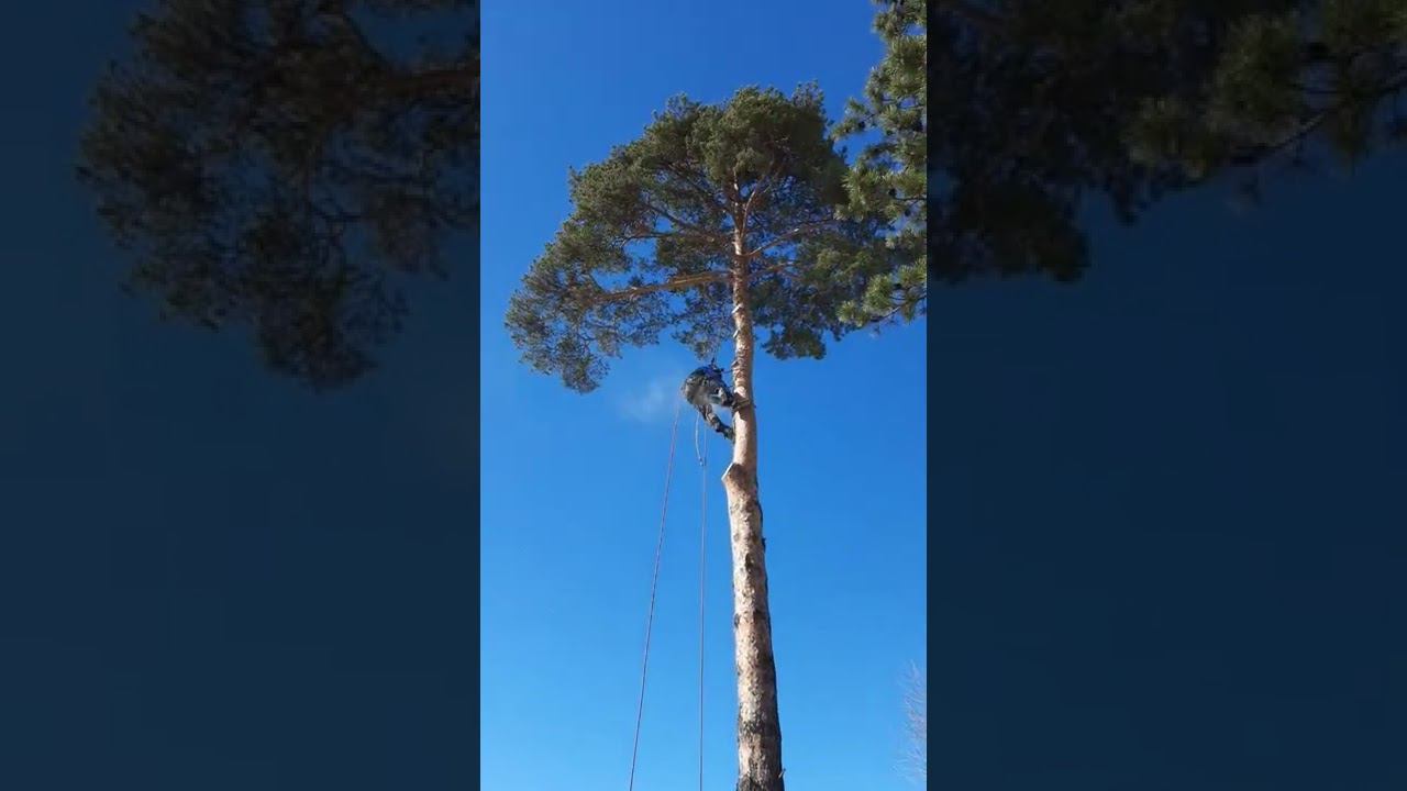 Дерево на даче спиливается частями смотреть онлайн