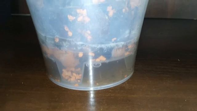 Что с Феррарой Часть 2!? Новая жизнь)))💞💝🌸🌺🌹 смотреть онлайн