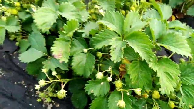 Виктория "фестивальная". Пионы цветут. смотреть онлайн