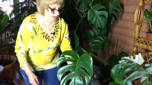 Монстера | разновидности| уход