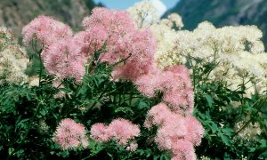 «Василистник» РЕЛАКС АРТ-ТЕРАПИЯ ИМПРОВИЗАЦИЯ композитор Виктор Анохин #музыка #instrumental #цветы