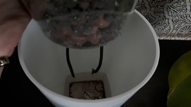 Первый Полив ОРХИДЕИ на Фитильном Поливе В Керамзите С Перлитом смотреть онлайн
