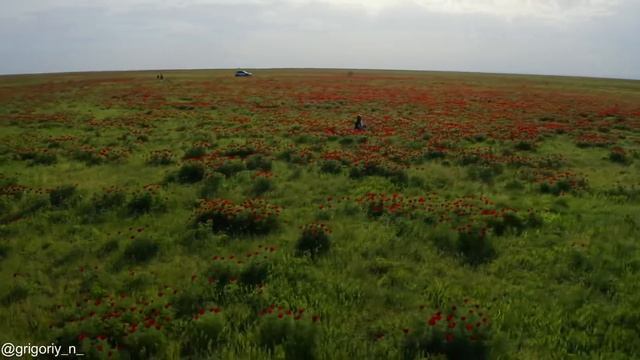 Ставропольский край, Цветение диких пионов? смотреть онлайн