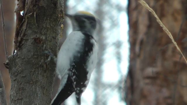 Дятел с желтой шапочкой, трехпалый дятел самец Picoides tridactylus смотреть онлайн