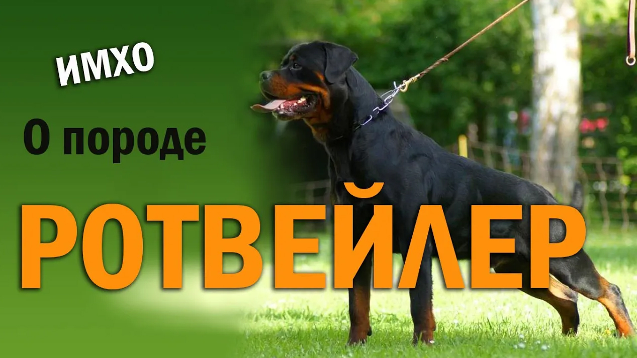 О породе Ротвейлер! смотреть онлайн