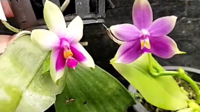 Phalaenopsis Violacea Var Coerulea