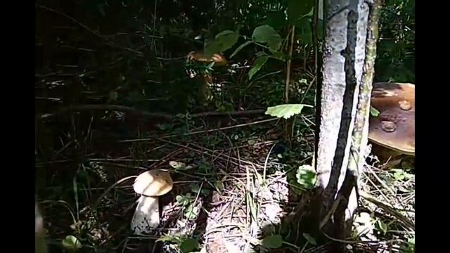 Лесная малина-сбор без мусора//Таволга//МЕДВЕЕЕЕДЬ!! #питомникмедуница смотреть онлайн