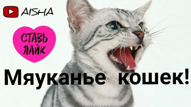 Мяуканье кошек!