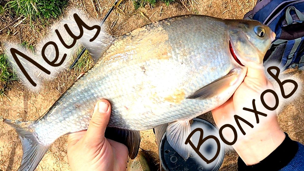 Рыбалка река Волхов , ЛЕЩ , СОПА , КАРАСЬ , Fishing River Volkhov, BREAM, SOPA, CARP