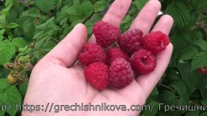 ГЛЕН ФАЙН раннего срока созревания летняя малина