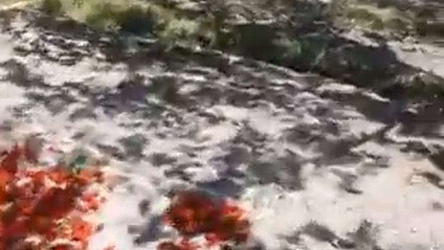 Какую курагу не стоит кушать ?? не только покупать!!! смотреть онлайн