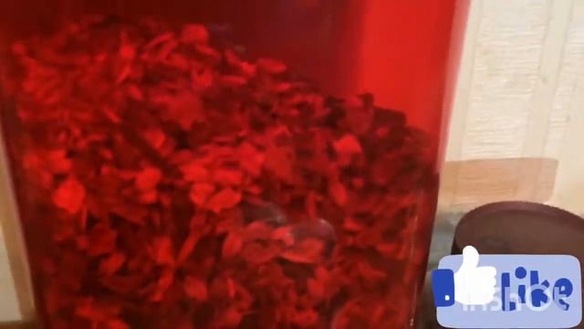 Вещи моих морских свинок/Какие есть вещи у моих морских свинок смотреть онлайн