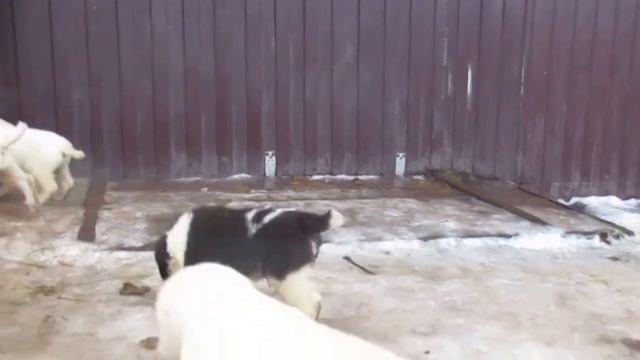 Мать и щенки Ерика от Рюрикова подворья х Жерар от Рюрикова подворья смотреть онлайн