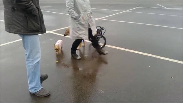 Дворянка Лиса в инвалидной коляске для собак Animal Mobile смотреть онлайн