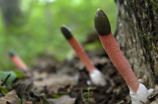 МУТИНУС СОБАЧИЙ. Грибная азбука. смотреть онлайн