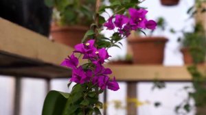 Стейк-пицца  Азербайджанская Кухня Деревенская Кухня  Рецепты