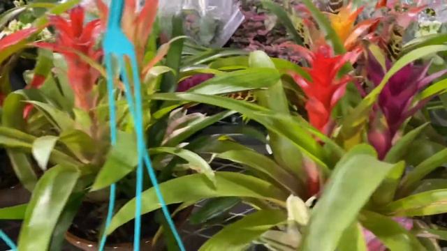 HOME DEPOT INDOOR PLANTS смотреть онлайн