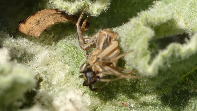 Xysticus sp. accoppiamento: fase preliminare смотреть онлайн