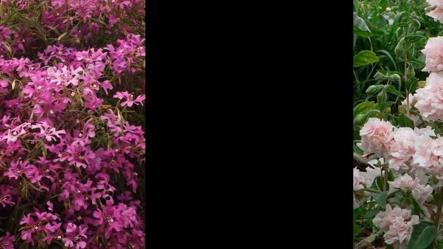 КЛАРКИЯ  (CLARKIA)  сем. Кипрейные