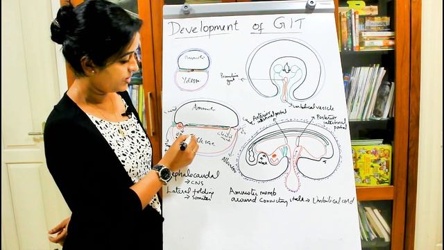 FOLDING OF THE EMBRYO-DEVELOPMENT OF THE GIT-PART 1-DR ROSE JOSE MD смотреть онлайн
