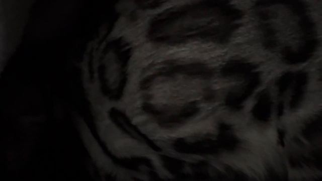 Hidden kitty LOVES to meow and purr! смотреть онлайн