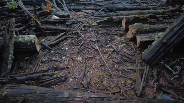 Сплав по р. Тромъёган (Сургутский район) на резиновой лодке без мотора на веслах 107 км. по тайге смотреть онлайн