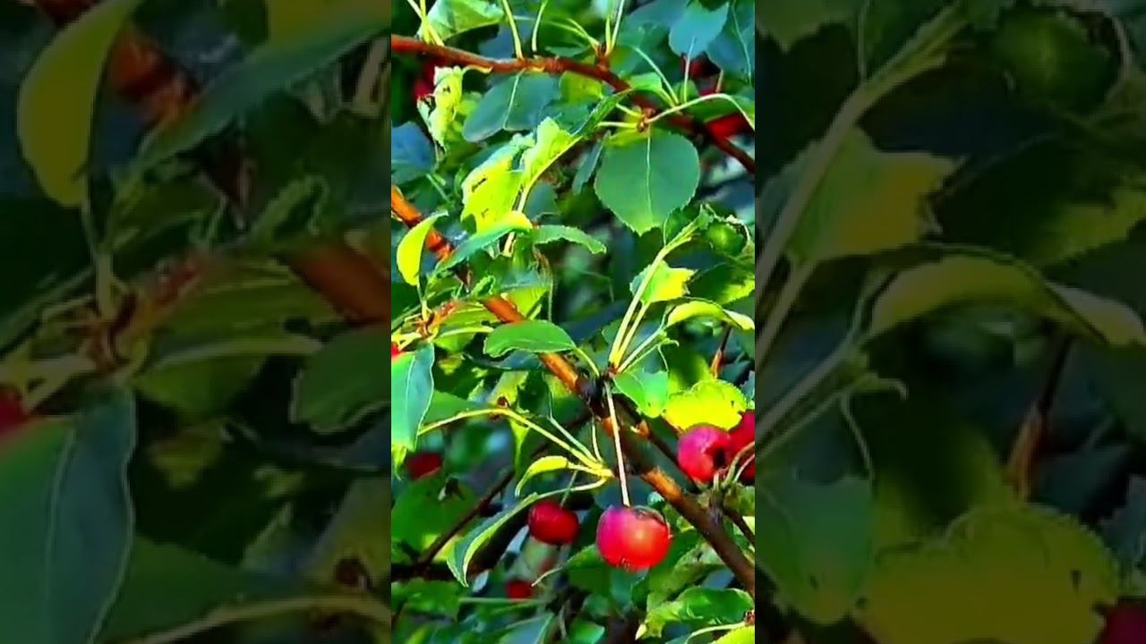 Есенин Сергей Осень смотреть онлайн
