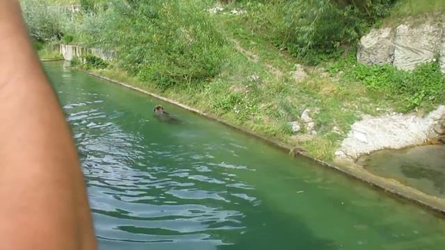 КАК Плавают МЕДВЕДИ в ШВЕЙЦАРИИ! БЕРН! Switzerland Bern zoo смотреть онлайн