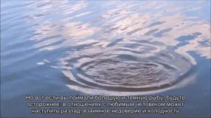 К чему снится поймать большую рыбу? Толкование сна и его значение по сонникам Фрейда и Миллера