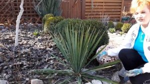 Юкка нитчатая.Выращивание.Уход.#Дача#Сад СветаСветланы#Цветники#Неприхотливые растения#