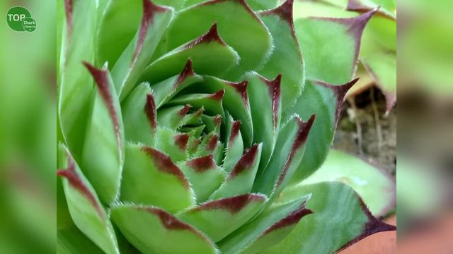 15 Tipos de Suculentas de Sombra смотреть онлайн