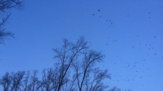 Грачи улетают на зимовку в теплые края.Птица грач летит на юг. смотреть онлайн
