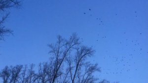 Грачи улетают на зимовку в теплые края.Птица грач летит  на юг.