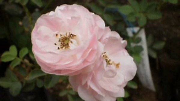 Wild Rose R.Multiflora.AVI