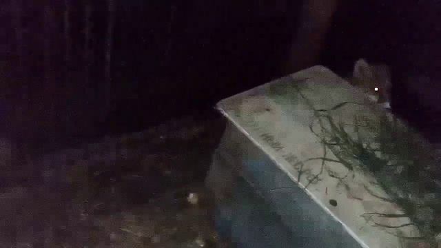 1262. Маркиза - дневник приручения дикой лисы,ест яйцо,гладится, мало ест мясо, заходит кот доедает смотреть онлайн