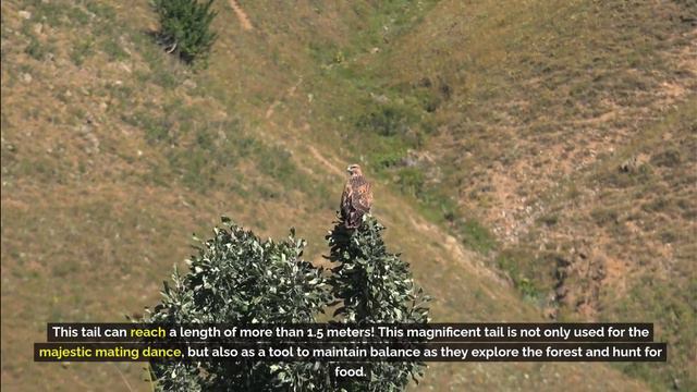 Amazing Facts | Peacock | Interesting facts about animals full of beauty смотреть онлайн