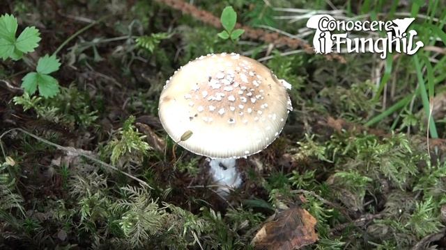 Conoscere i Funghi 10 AMANITA PANTHERINA 2019/09/13 смотреть онлайн