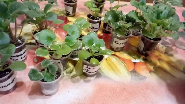 ОБЗОР ДЕТОК ФИАЛОК .МОЙ ОПЫТ ВЫРАЩИВАНИЯ !