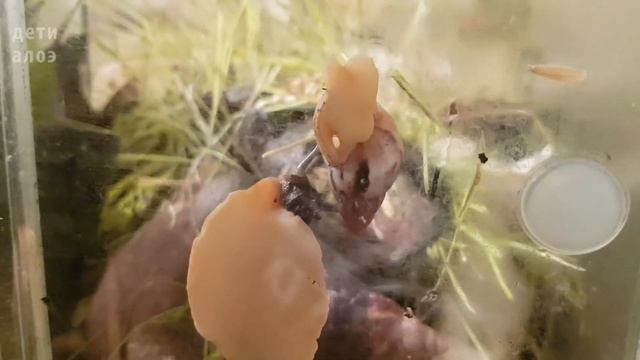 Караколус, субулины, грейпфрут // Что нужно улитке для полноценного развития мышечного аппарата? смотреть онлайн