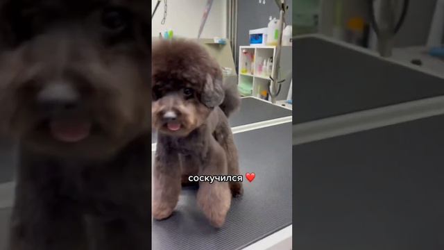 Реакция собаки бесценна ❤️ Расстались на 2 часа, а он уже соскучился. смотреть онлайн