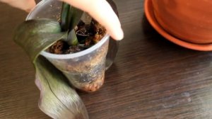 Реанимация орхидеи. Фаленопсис без корней с вялыми листьями