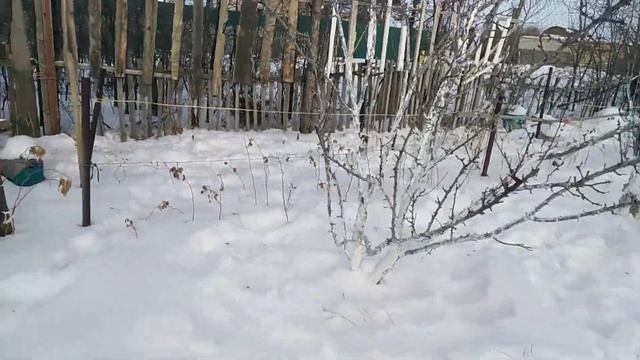 Утепляем приствольные круги муккалатурой.1тема. 11.12.22.Сев.Каз.Ч.515. смотреть онлайн