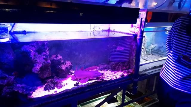 Океанариум. Минск./ Aquarium Minsk смотреть онлайн