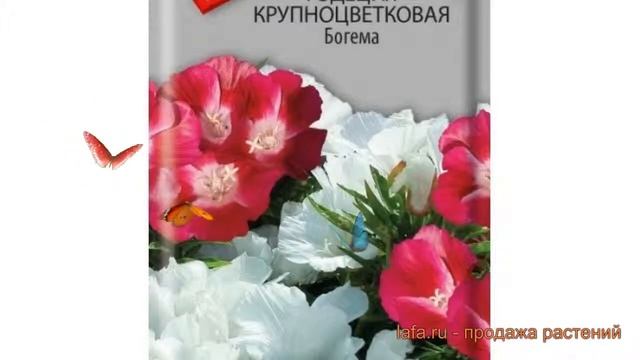 Годеция крупноцветковая Богема (bogema) ? годеция Богема обзор: как сажать семена годеции Богема