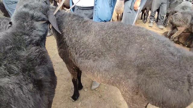 Куршаб кой базары! Койлор кымбатбы? смотреть онлайн